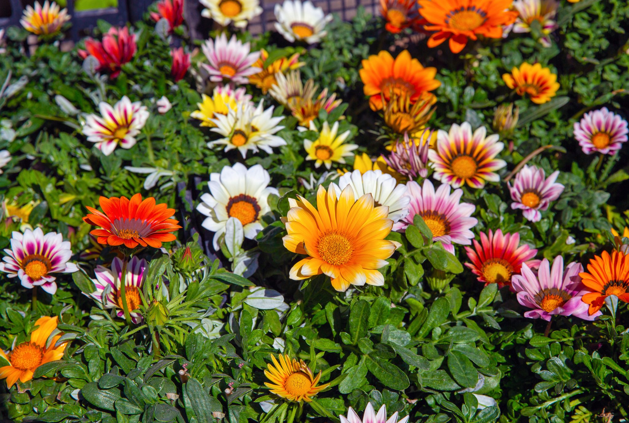 iStock 2161674193 scaled - The Best Summer Blooms for Atlanta Landscapes - patio design and installation Atlanta